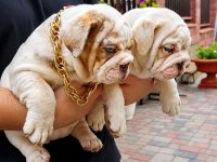 RENKLİ BULLDOG ÇOCUKLAR