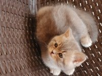 Ev ortamında büyüyen british longhair