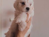 Yavru maltese terrier