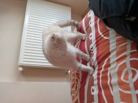 11 aylık scottish fold