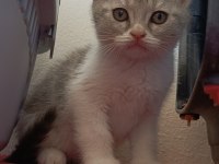 British shorthair tabby