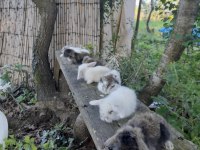 Safkan Hollanda lop tavşanı
