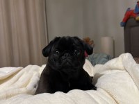 KAPKARA PUG BEBEKLER