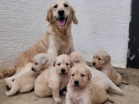 GOLDEN RETRİEVER PUPPY