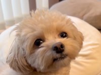2,5 aylık maltipoo terrier