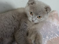 Scottish Fold Dişi 4 Aylık