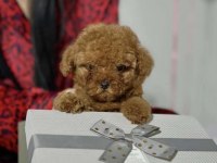Toy Poodle Sağlıklı Yavru
