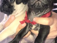 Pug bebişler