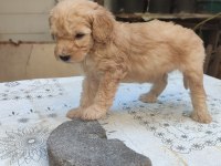 RENK RENK MİNYATÜR POODLE YAVRULAR