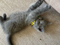 EVİNİZE NEŞE GETİRECEK YAVRU KEDİLER