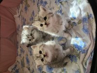 Panda kafa bebişlerim