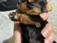 Saf kan a kalite Türkiyede böylesi yok yorkshire terrier