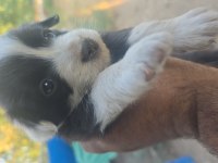 Safkan saĝlıklı border collie bebekler