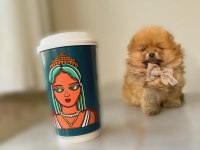 Irk ve sağlık garantili pomeranian boo yavrular