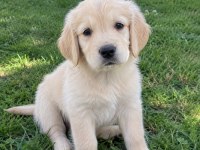Pamuk gibi golden retriever yavrular