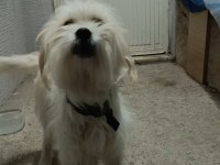 A kalite terrier maltese