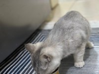 Sevimli british shorthair yavru sakız