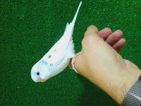 ERKEK BEBEK MUHABBET KUŞU YENİ YEME DÜŞTÜ