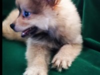 65 günlük erkek pomeranian spitz minyatür