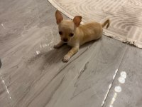 Orijinal elma kafa chihuahua