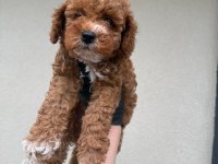 Toypoodle Dişi Erkek Bebekler