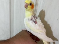51 GÜNLÜK LUTİNO SULTAN BEBEK