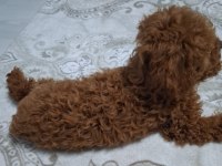 Poodle yavrumuza aile arıyoruz