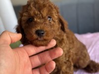 Harika Kalitede Toy Poodle Bebekler