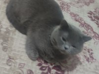 British shorthair aslan kafa olarak geçer