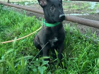 A Kalite Arayana Full Aşılı Erkek Malinois Yavru
