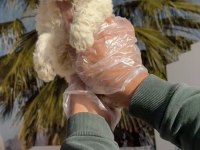 F1 Maltipoo minyatür
