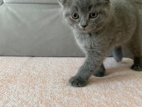 British shorthair dişi erkek yavrularım