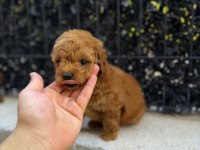 RED BROWN POODLE YAVRUMU YENİ YUVASINA HAZIR