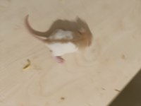 RAT YAVRULARI