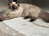 BABA İRAN ANNE HİMALAYAN CİNSİ DİŞİ KEDİMİZ
