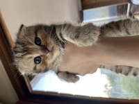 Scottish fold kediler 45 günlük
