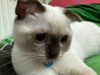 Ücretli scottish fold 5 aylık