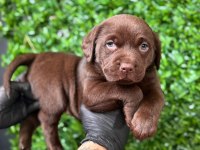 Burkemden a kan labrador yavrularımız