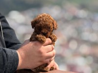 AŞILI ÇİŞ EĞİTİMLİ TEACUP TOY POODLE BEBEKLER 