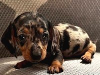 BLUE MERLE MİNİ DACHSHUND BEBEĞİMİZ ÇİFTLİĞİMİZ