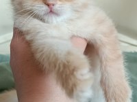 Safkan british shorthair bebeklerimiz