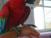 Ara macaw 3 yaşında