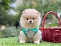 Safkan Pomeranian Boo Yavrularımız
