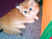 Muhteşem güzellikte golden british longhair yavrular
