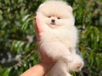 Oyuncak Değil Gerçek Pomeranian Boo