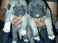 Dişi Erkek Safkan Sivas Kangal Yavrular
