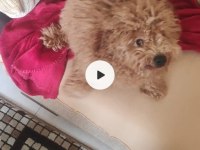 23 Temmuz Doğumlu Erkek Toy Poodle