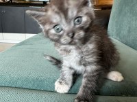 British shorthair dişi bebek