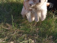 Uygun bütçeli havanese yavrular 0 numara