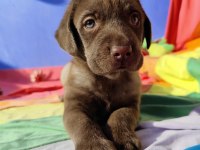 ÜRETİCİDEN A PLUS KALİTE LABRADOR YAVRULAR